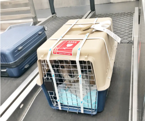 丽水宠物托运 宠物托运公司 机场宠物托运 宠物空运